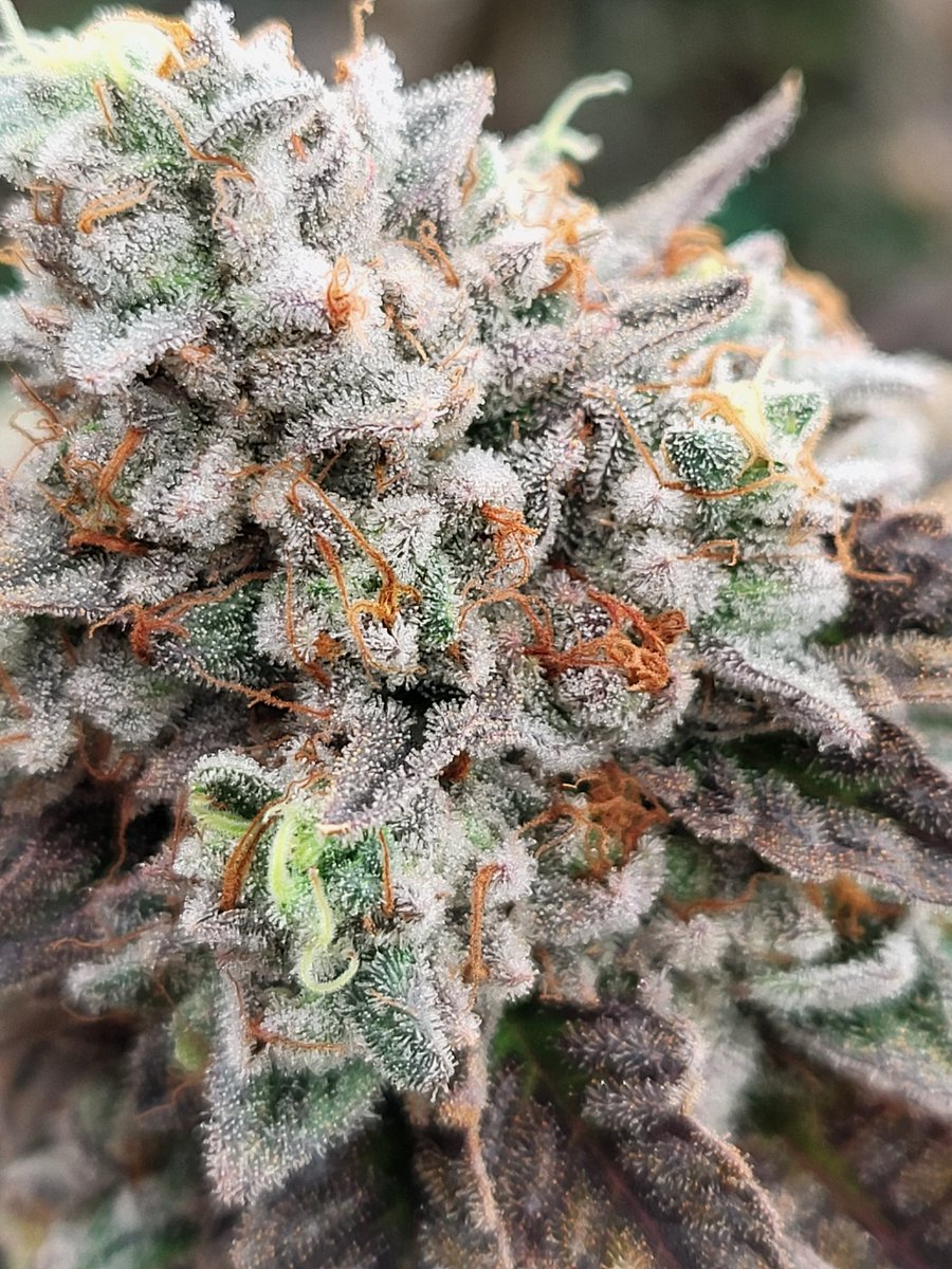 ExiledinOhio tweet media