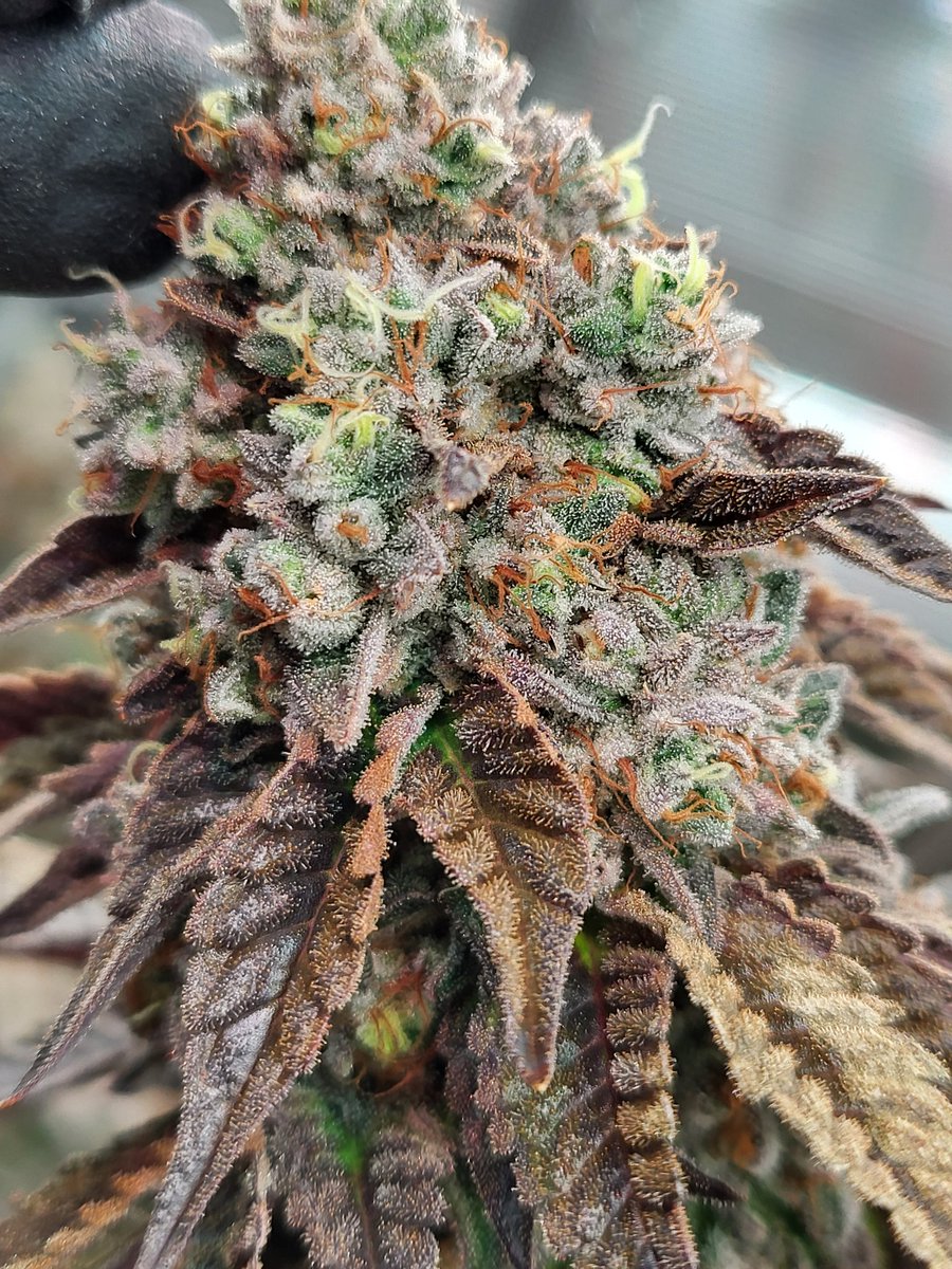 ExiledinOhio tweet media