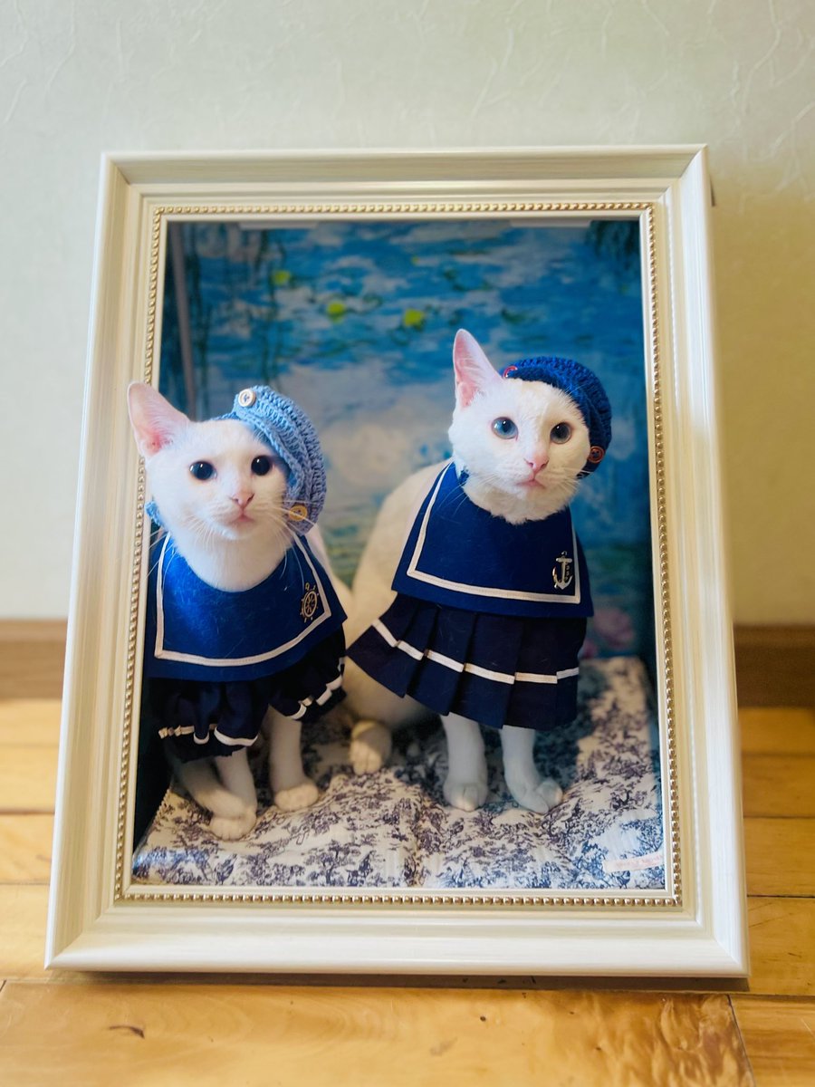 ③猫の日♡限定m(=✧ω✧=)m✧ ✧ ✧ 白猫♡白猫　猫ひな人形 ③猫の日♡限定m(=✧ω✧=)m✧ ✧ ✧ 白猫♡白猫 猫ひな人形