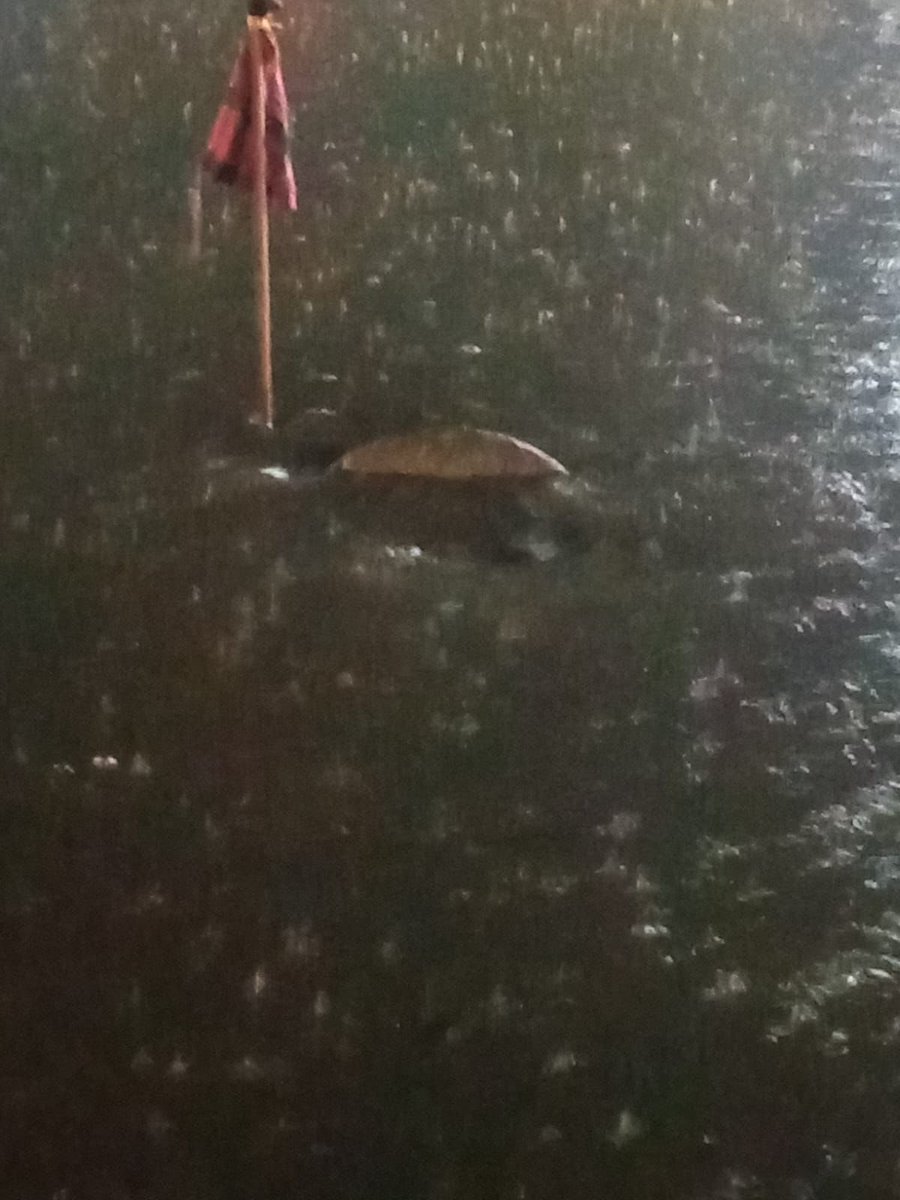 Sallvatoree's tweet image. #Durango | La #DMPC informó que este año han levantando más basura que en años pasados de alcantarillas y canales de la ciudad. 

Hasta ahora las precipitaciones solo han originado encharcamientos, no se reportan personas damnificadas. #Noti12