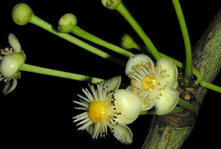 Phytotaxa's tweet photo. Garcinia isthmensis (#Clusiaceae): a new tree species for Central #America
#taxonomy
https://t.co/hO2I09YxpS https://t.co/1dWMMpKk17