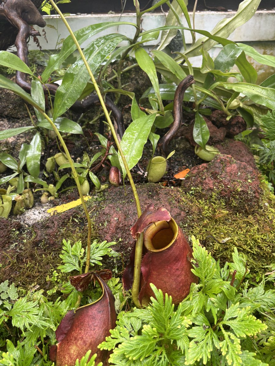 mikumalist's tweet photo. ヘリテイジのみなさんとボゴール植物園に大人の遠足へ行ってきました🌳🌲
（マジでプロのガイドレベルだった🤣🙏）

ウツボカズラが想像以上に可愛かった（？）

#ボゴール植物園 
#カップルの木
#オオオニバスと宮殿 https://t.co/hvMdx9yYot