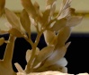 Cromosoma tweet media