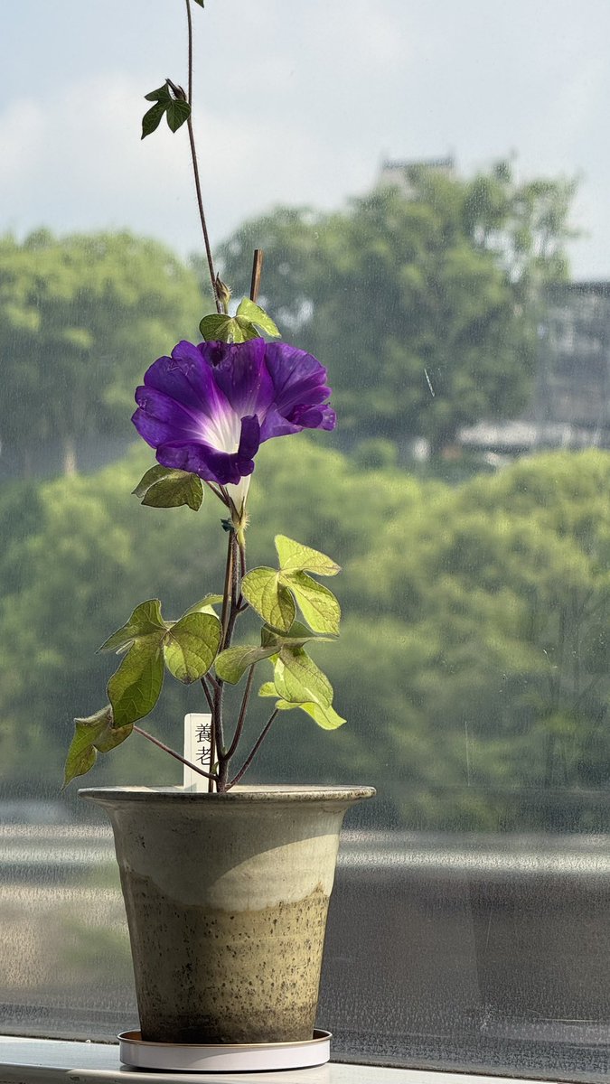 事務所に朝顔がやってきましたよ〜！
熊本城では、今週の土曜から展示される予定です。
続報をお待ちください🎶