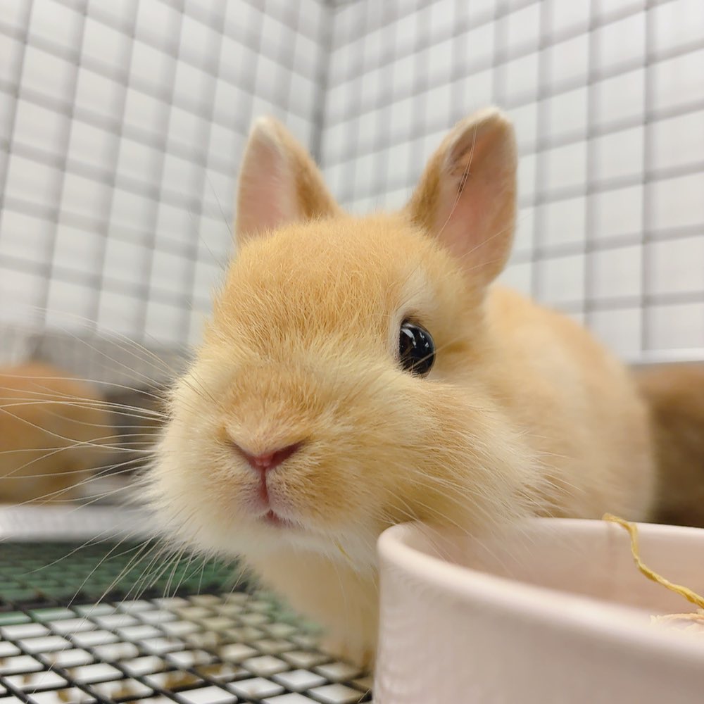 うさぎのしっぽ恵比寿店 on X: 