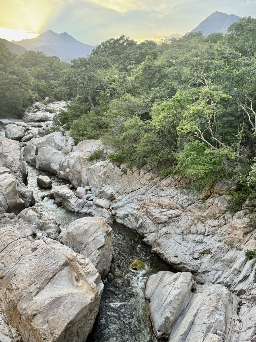 Diego Rosselli tweet media