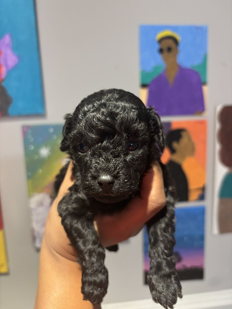 Shay_Luvvv's tweet image. ⚠️-3 toy poodles available will be ready Aug 2nd now taking deposits 💕 #Raleigh #nc #poodle #rdu