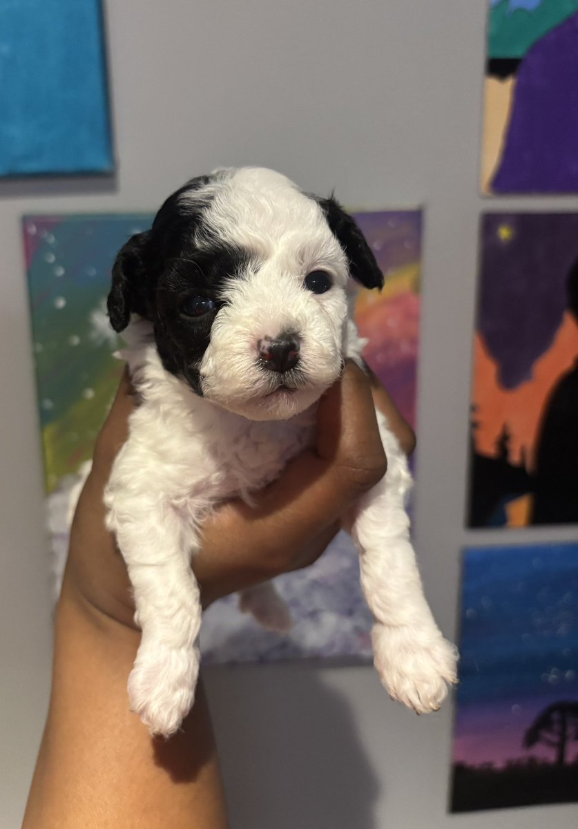 Shay_Luvvv's tweet image. ⚠️-3 toy poodles available will be ready Aug 2nd now taking deposits 💕 #Raleigh #nc #poodle #rdu