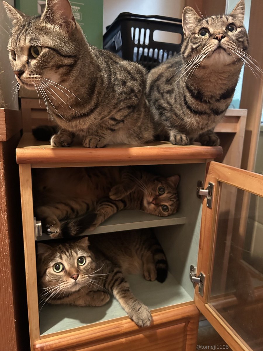 CAT_PRESS's tweet image. 収納力MAXで定員オーバー😺😺😺😺 友人宅からもらってきた棚を占領する猫たちの姿に10万いいねの大反響⇒cat-press.com/cat-news/stora…