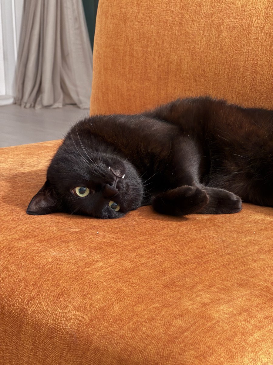 저희 집 투슬리스 잘 지냅니다 에어컨 틀었더니 다시 털이 복실복실해지고 있어요 어이없아