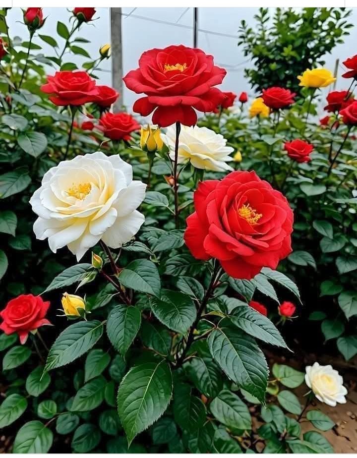 Good Morning Friends