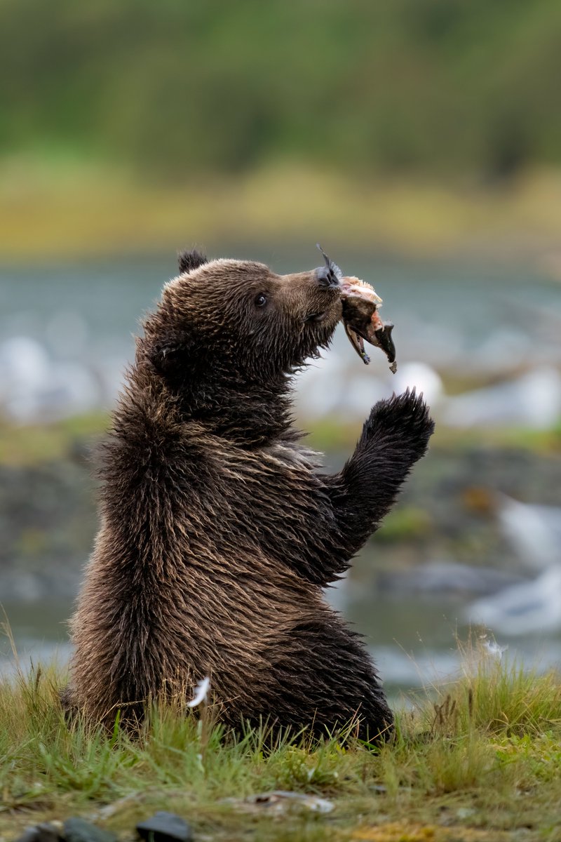 Namaste from the Wild!
Teddy bears? Nope - wilder, cuter, real! These Kodiak cubs look like they're greeting us with a “Namaste” from the Alaskan wild!
#KodiakIsland #NamasteCubs #BearLove #TooCuteToHandle