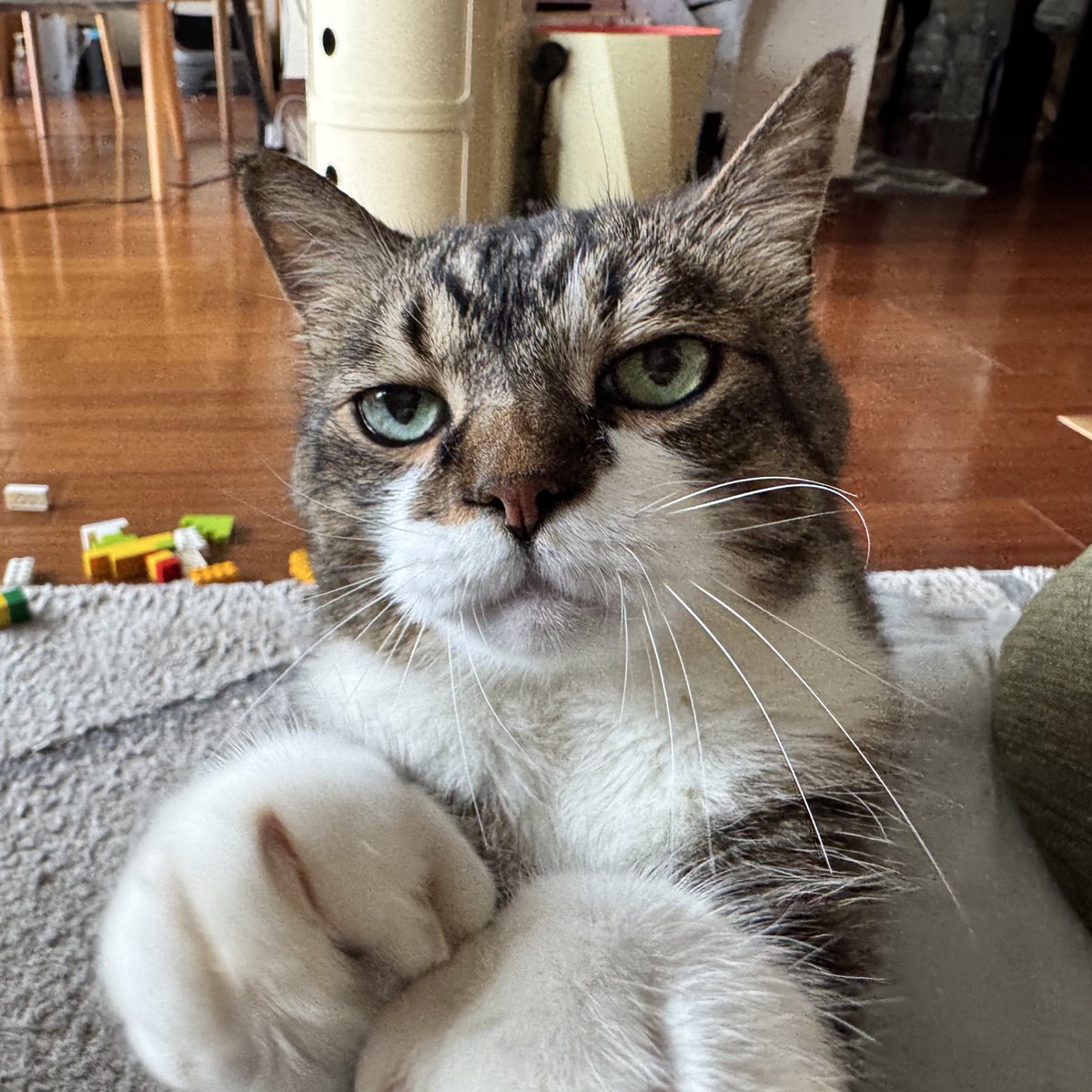 お昼ごはん、もうちょっとちょーだいよにゃお！