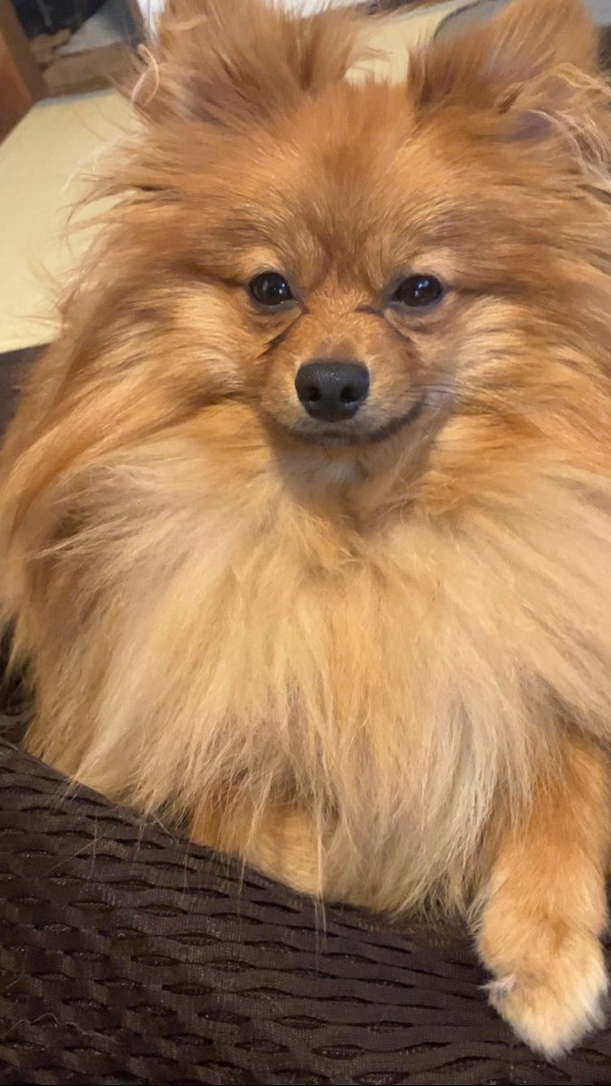 おはよ☀
#ポメラニアン #ぽめひま #ポメラニアン🌻