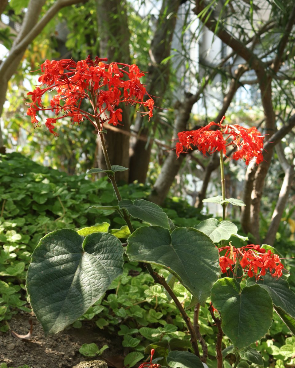 熱帯花木室にて、緋色の鮮やかな花が印象的な #ジャワヒギリ が開花中です。
ジャワ島にも自生するシソ科の植物で、葉が桐の葉に似ていることからこのように名付けられました。
たくさんの花が集まって咲く様子はまるでシャンデリアのようです。
　
#咲くや開花情報　#咲くやこの花館