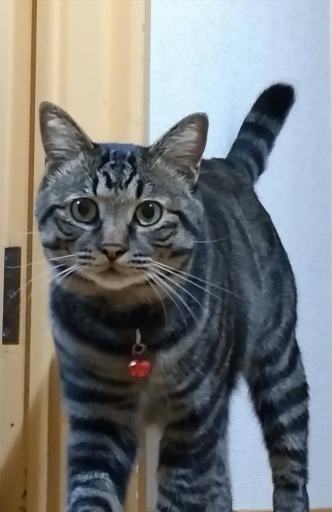 gom_neko's tweet photo. ごまめが脱走してから5ヶ月が経ちました。
実家があるのは草加市(川口に近い場所です)自宅を探しているのか
どなたかが保護してくださっているか？
ごまめが見つかりますように
どうぞお力をお貸しください
・キジトラ
・オス
・2歳
・5kg
・長尾

 #迷い猫
 #埼玉県  #川口市  #前川周辺  #蕨  #草加 https://t.co/7gT1ozKkoS