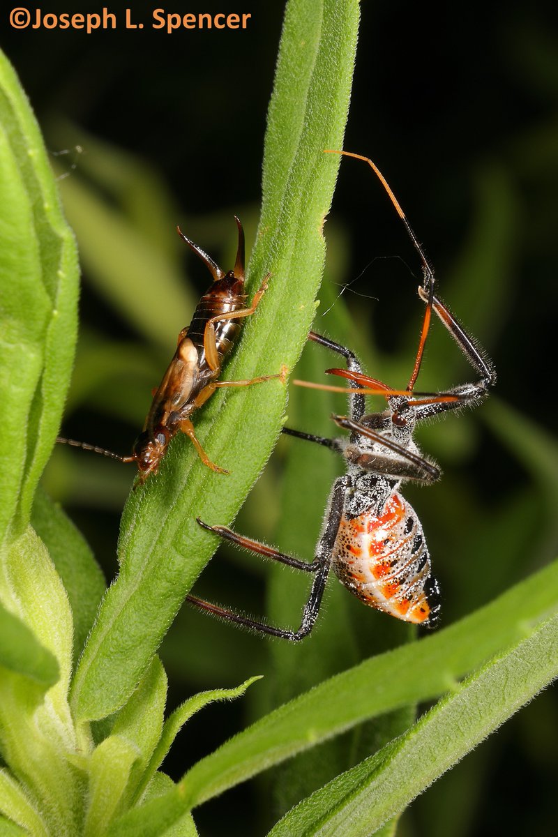 Joseph Lee Spencer tweet media