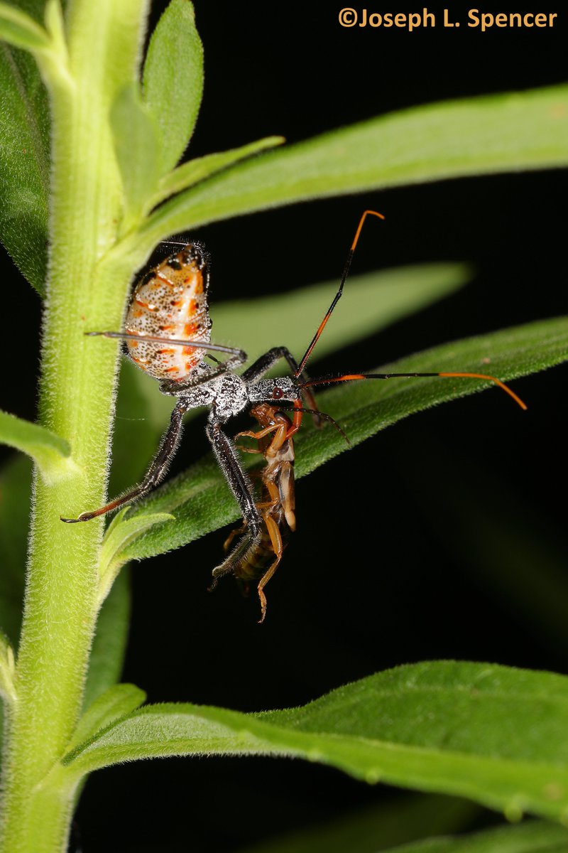 Joseph Lee Spencer tweet media