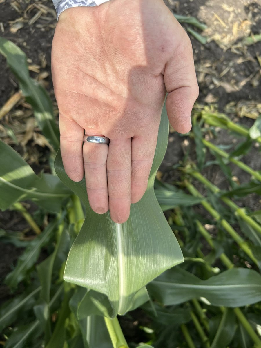 Not a fan of solar panels unless they look like this!  Check out these banana leaves!  This hybrid is coming in strong again! 112 day PowerCore Enlist