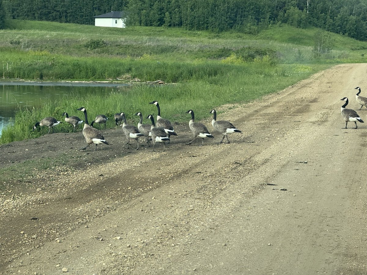 MikeLakeMP's tweet image. Canada Day adventures - starring Jaden and featuring, right on cue, a gaggle of Canadian geese! 🇨🇦🇨🇦🇨🇦
