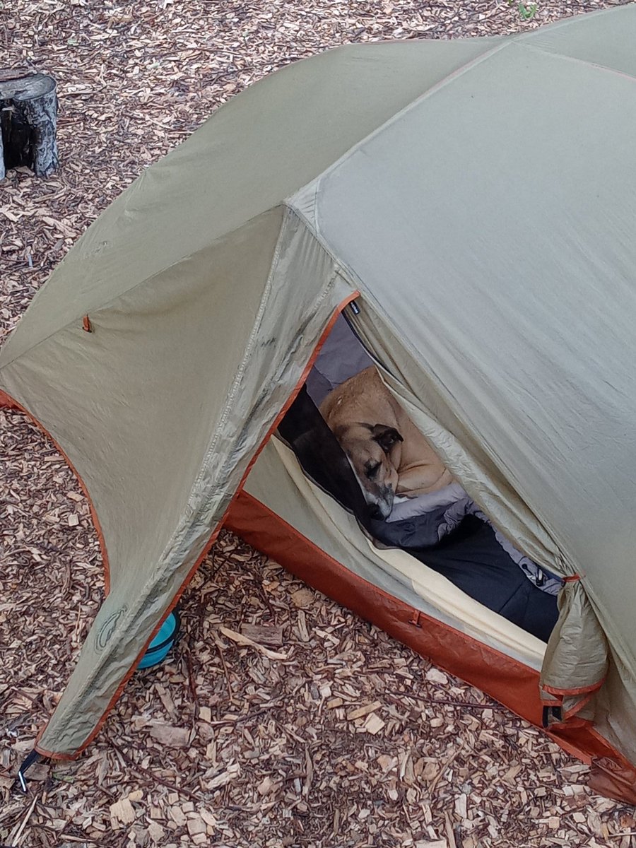 DecipheringTV's tweet image. Naomi is an old dog. Normally she sleeps, eats, walks, and poops. Today she barely ate a thing. Will not move. Can not sleep. Please spare some good intentions for an old dog!!!