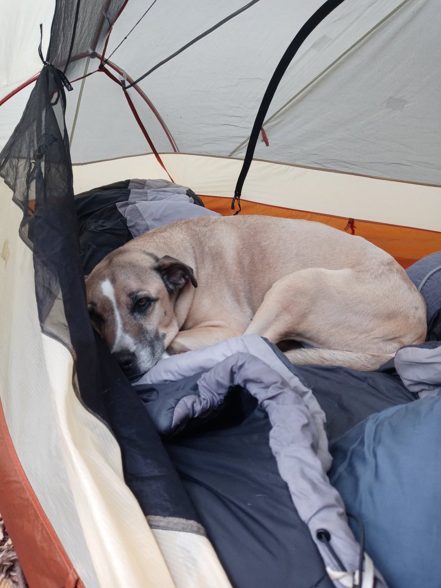 DecipheringTV's tweet image. Naomi is an old dog. Normally she sleeps, eats, walks, and poops. Today she barely ate a thing. Will not move. Can not sleep. Please spare some good intentions for an old dog!!!