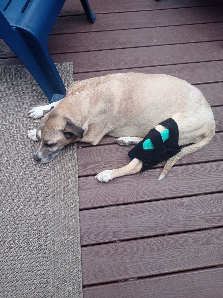 DecipheringTV's tweet image. Naomi is an old dog. Normally she sleeps, eats, walks, and poops. Today she barely ate a thing. Will not move. Can not sleep. Please spare some good intentions for an old dog!!!