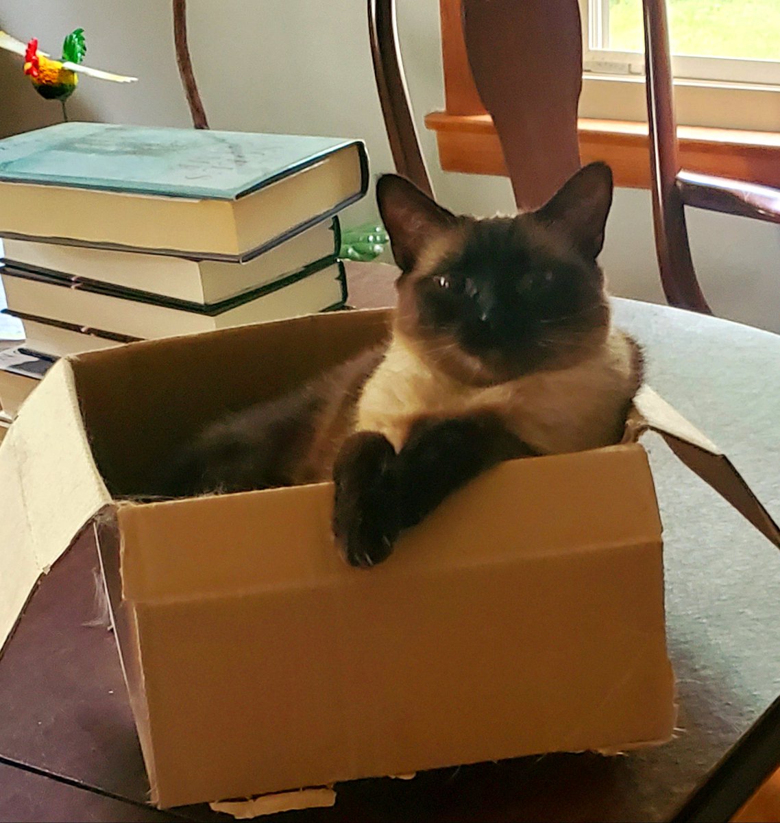 BM1531's tweet image. Lola tells mommy this cardboard box is her happy place n  shouldn&apos;t be trashed, otherwise she&apos;s gonna get daddy