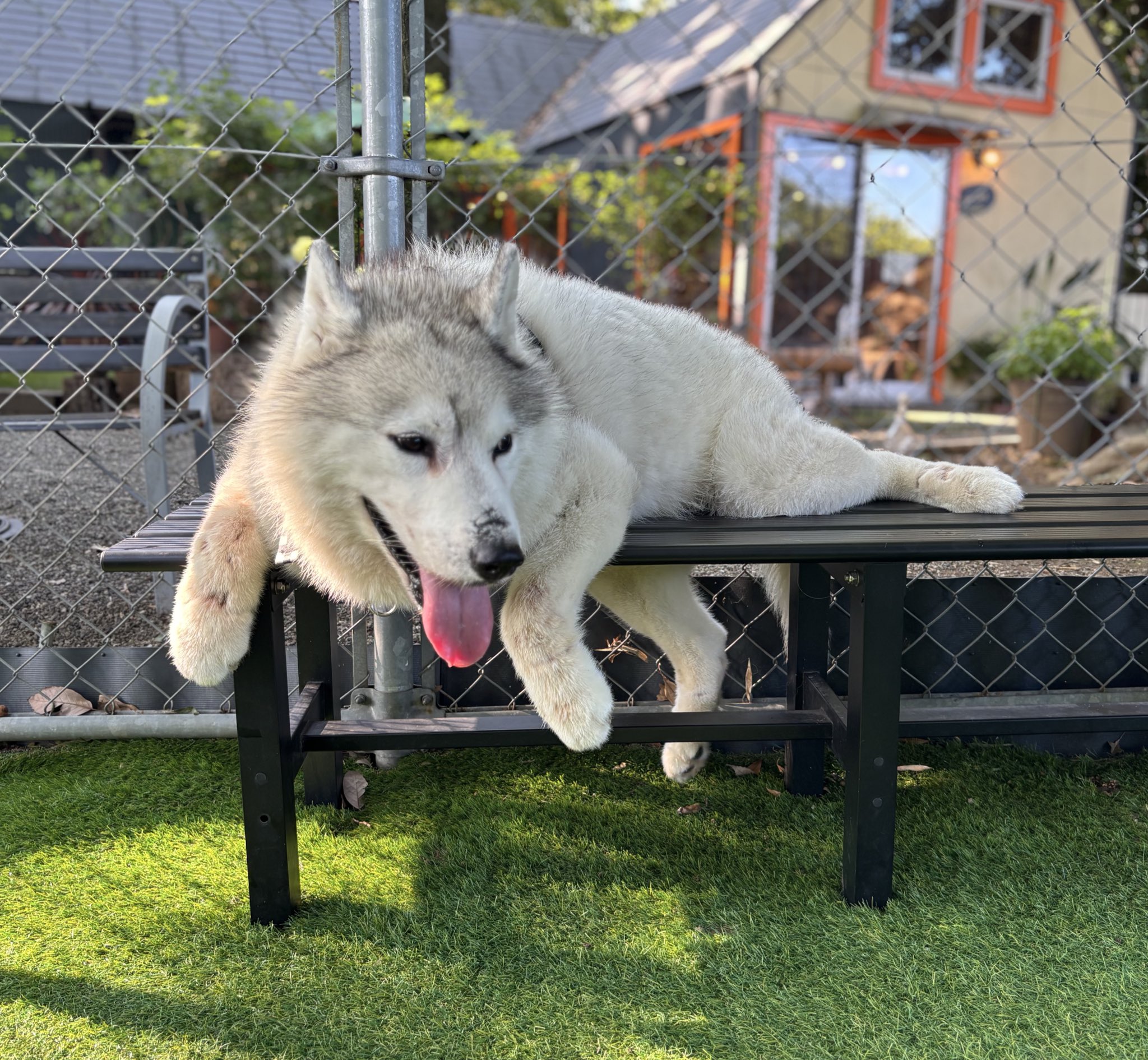 こたろう様 こたろう君 (@lovecokkieee) / X