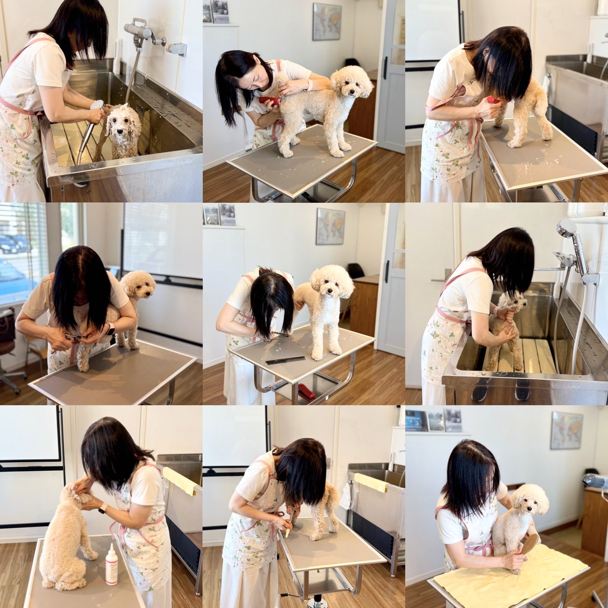 onefordog's tweet photo. 【飼い主さんのためのお手入れ教室✂️】
トイプードルのレンくんと飼い主さんがご通学🐾
6回目となる今日は…いよいよ基礎コースの最終日🎉
#トイプードル
#お手入れ教室
#飼い主さんが主役
#セルフトリミング
#犬のいる暮らし
#愛犬ケア
#OneforDog
#愛犬文化村 https://t.co/20jRvFZn0D
