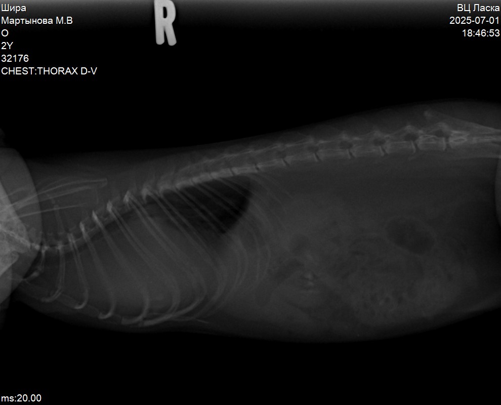 Bad and sad news. My little rat has a huge inoperable tumor in her chest. She has a hard time breathing, eating. It doesn't hurt her yet, but it's only a matter of time. I feel terrible, I'm so sorry.