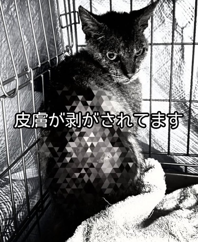⚠️注意喚起
福岡県中間市周辺
猫虐待犯がいるとの情報
猫の亡骸の横に臓器を並べたり
背中の皮を剥ぎ取る事件が発生
警察には通報済の様です