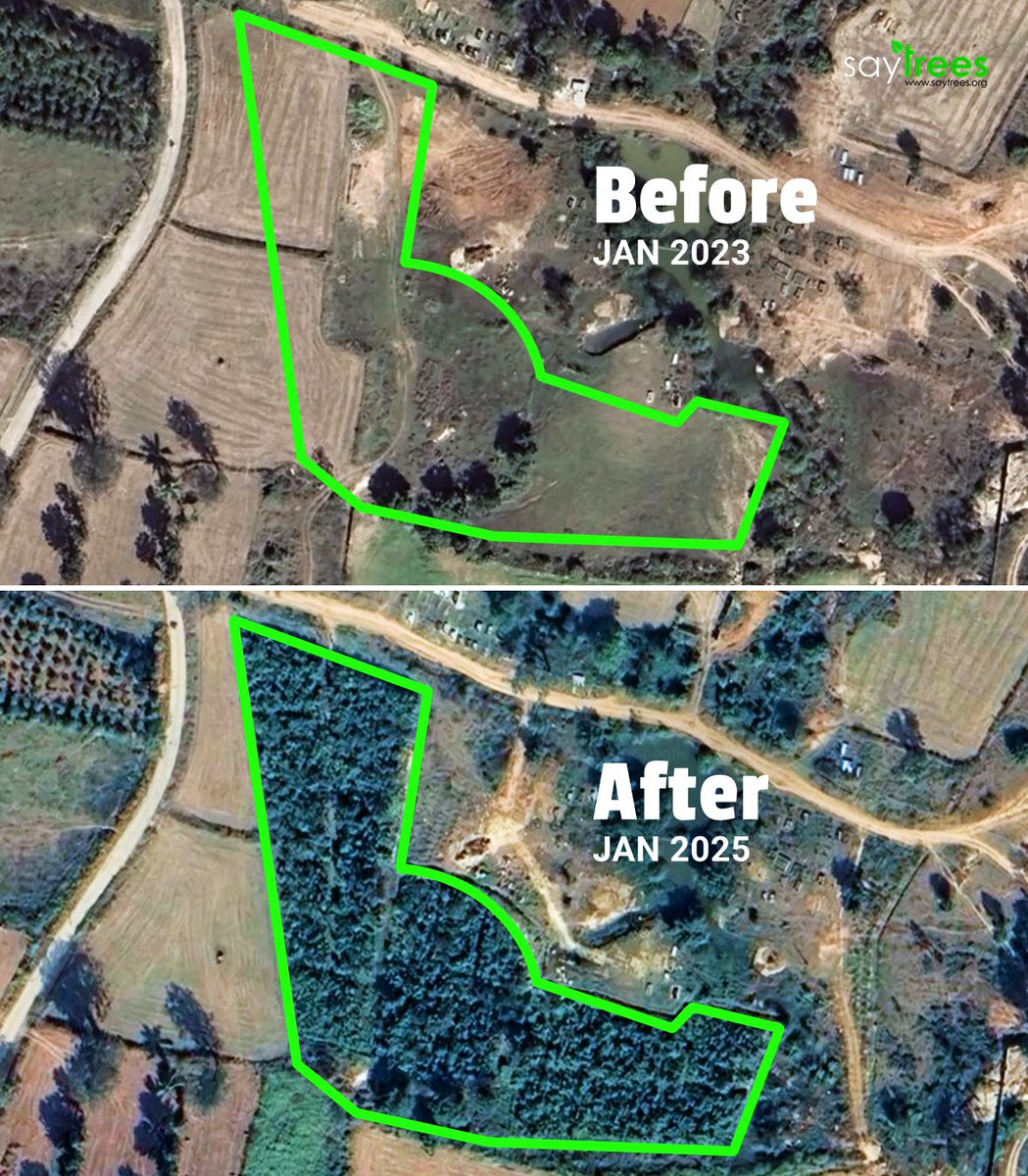 kapil_saytrees's tweet image. Green space of 20,000+ saplings in 2 years.
Started in 2023 by @saytrees_ind, a once-barren plot in Bettenahalli, Karnataka has now transformed into a lush Miyawaki dense forest with consistent maintenance.
This is what consistent care and community-driven action can achieve. We…
