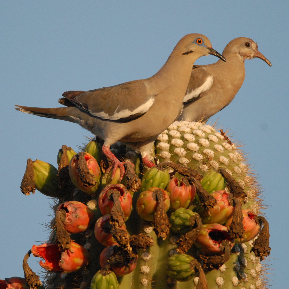 jersnav's tweet image. Two white-winged doves seek sustenance from the saguaro. #Tucson #Birds