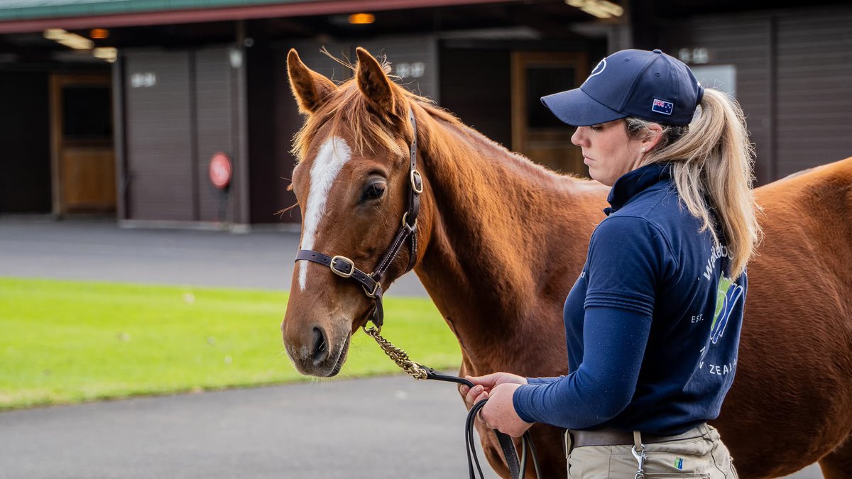 Weanling appreciation post  😍🐴📸

Keep an eye on our Facebook &amp; Instagram profiles for more images from the 2025 Weanling Sale  💻