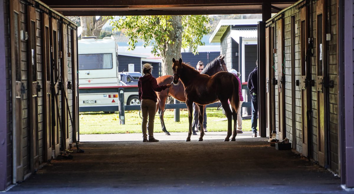 KarakaChat's tweet photo. Weanling appreciation post  😍🐴📸

Keep an eye on our Facebook &amp; Instagram profiles for more images from the 2025 Weanling Sale  💻 https://t.co/ZbN64ux43X