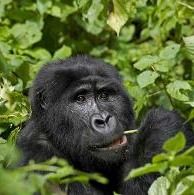 Ever dreamed of seeing gorillas up close? Trek through lush jungle and come face-to-face with these gentle giants. Visit bwindiforestnationalparkuganda.com/gorilla-trekki…  #bwindinationalpark
#bwindiPark
#bwindigorillatrek