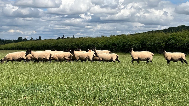 The Bluetongue Movements Checker has been created to help farmers navigate the complex and changing bluetongue serotype 3 (BTV-3) restrictions that are impacting livestock movement between England, Scotland and Wales.

overthecounter.news/bluetongue-mov…