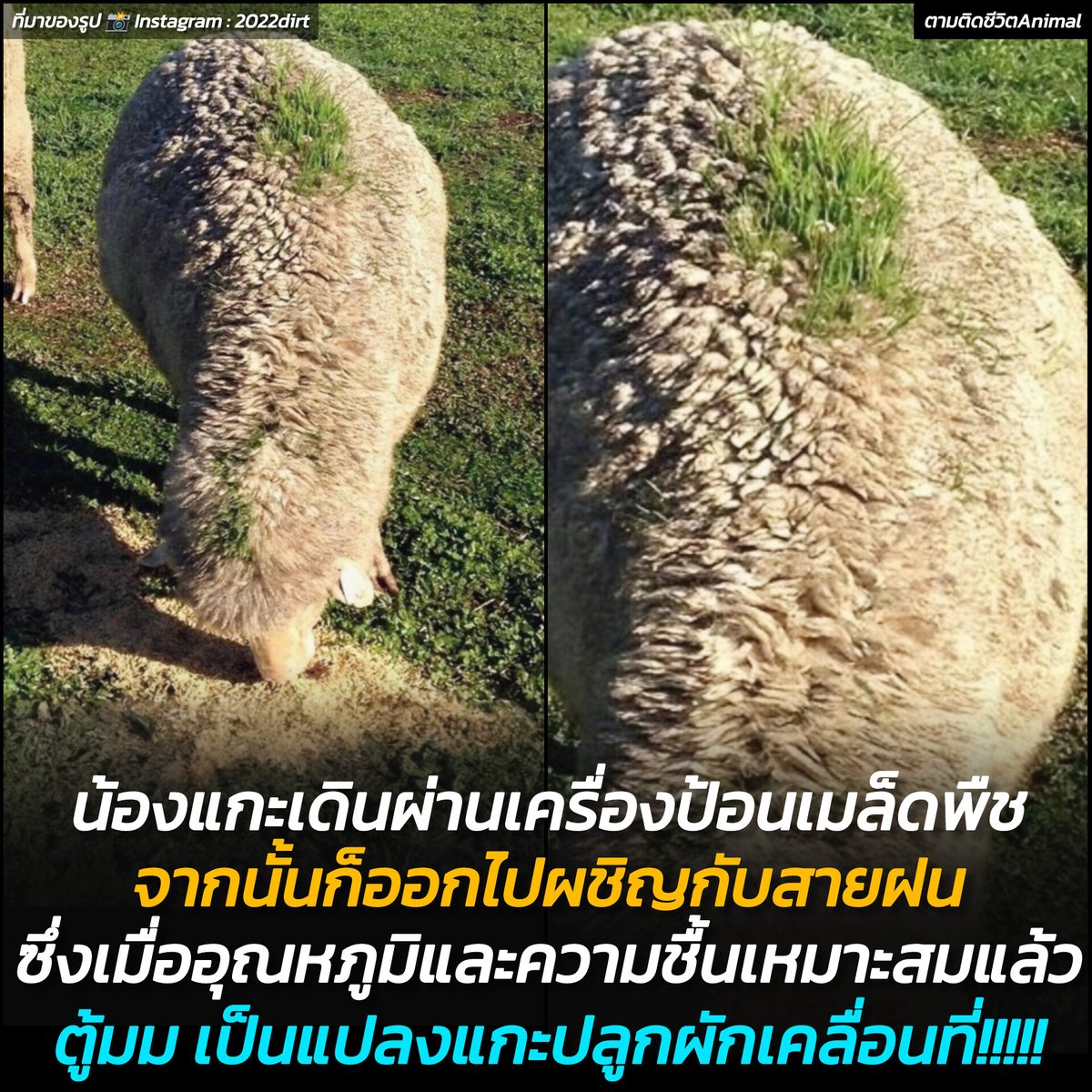 ชาวนาในต่างประเทศแชร์ภาพน้องแกะที่มีขนสีเขียว ทำเอาชาวเน็ตตะลึง เพราะไอ้ที่เขียวๆ บนแผ่นหลังของน้องนั่น ดันมีต้นอ่อนของพืชงอกขึ้นมาเต็มไปหมด กลายเป็น "แปลงผักเคลื่อนที่" โดยไม่ตั้งใจ 🌱🐑🤣

เรื่องนี้เกิดขึ้นจากฟาร์มเลี้ยงแกะแห่งหนึ่งในต่างประเทศ