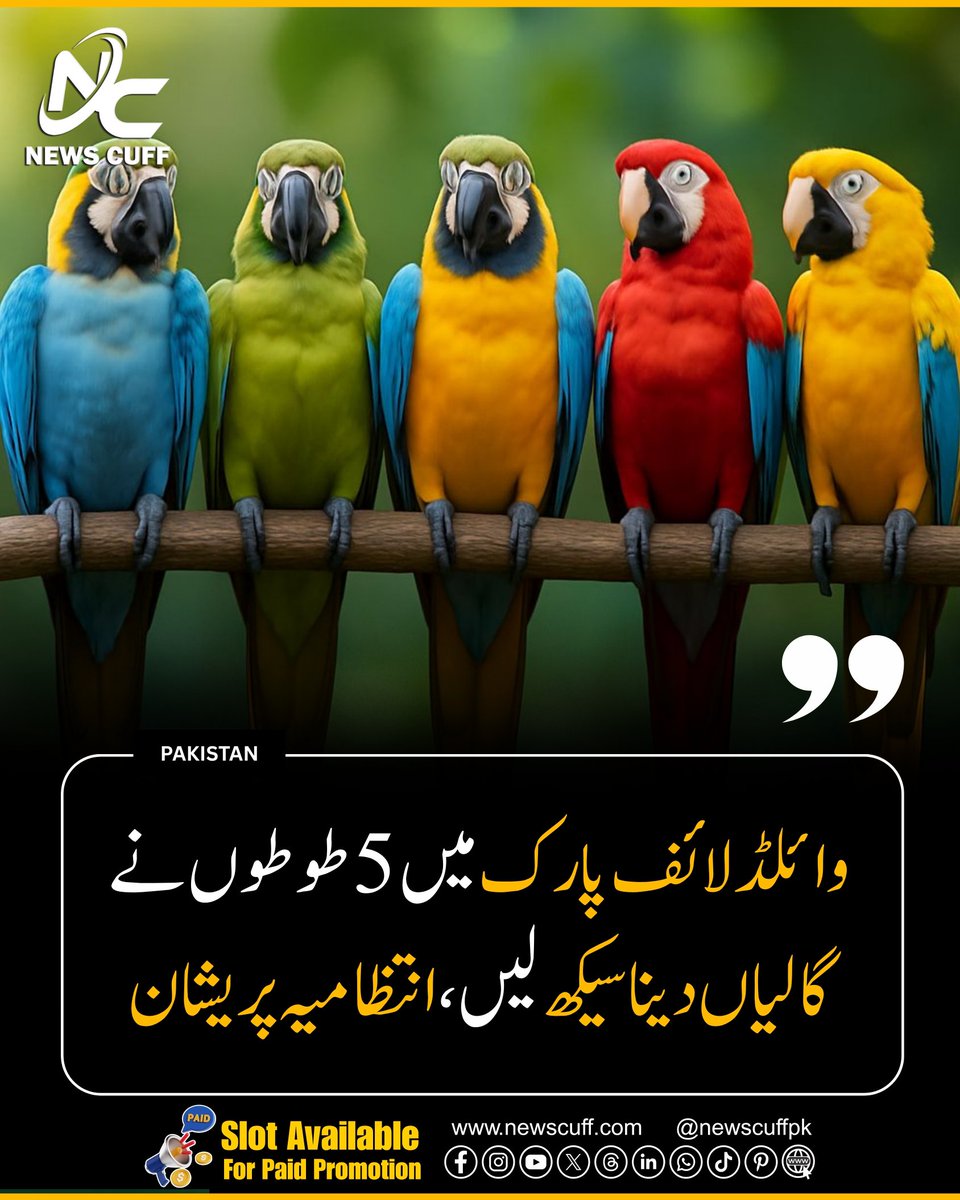 Tweet media one
