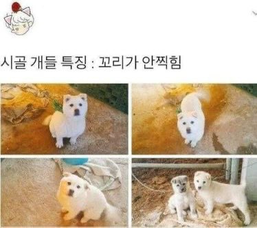 시골개들 특징