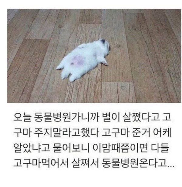 고구마가 된 강아..