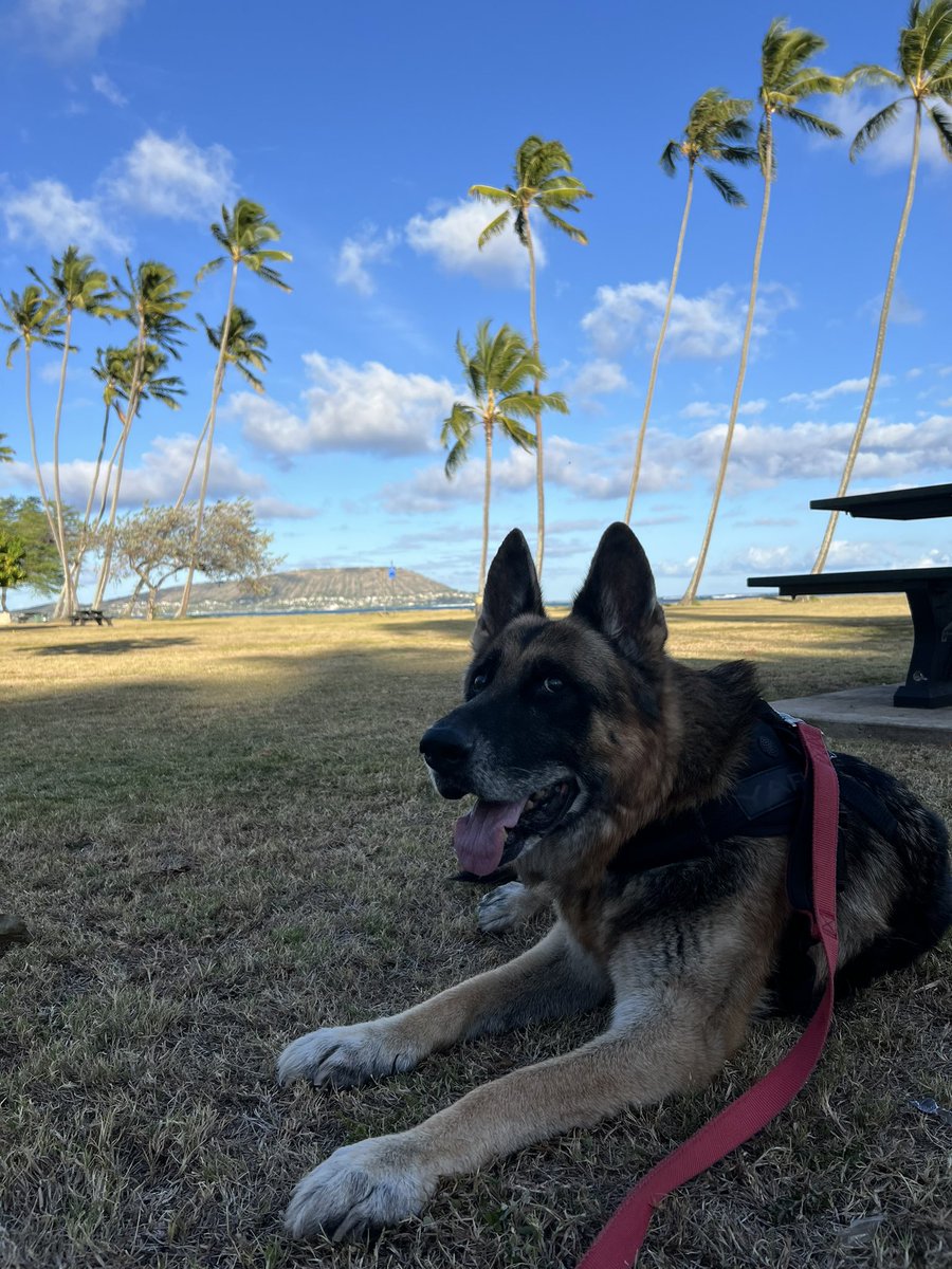 お散歩。後ろはハナウマベイ。もう13歳なので歩くのも辛そうだけど何度か一緒に登ったね。私ももう無理だから同じだね