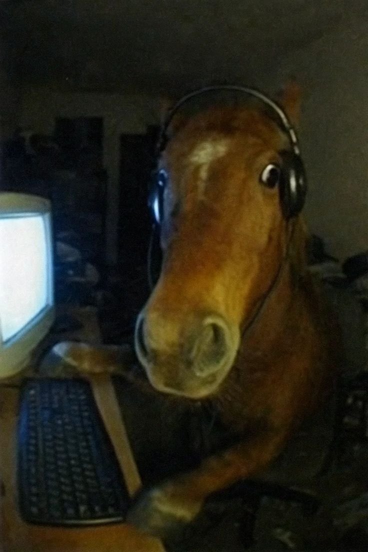 Nikola Jokic in a few days when he goes to the bar in Serbia to check his email about the latest Nuggets news
