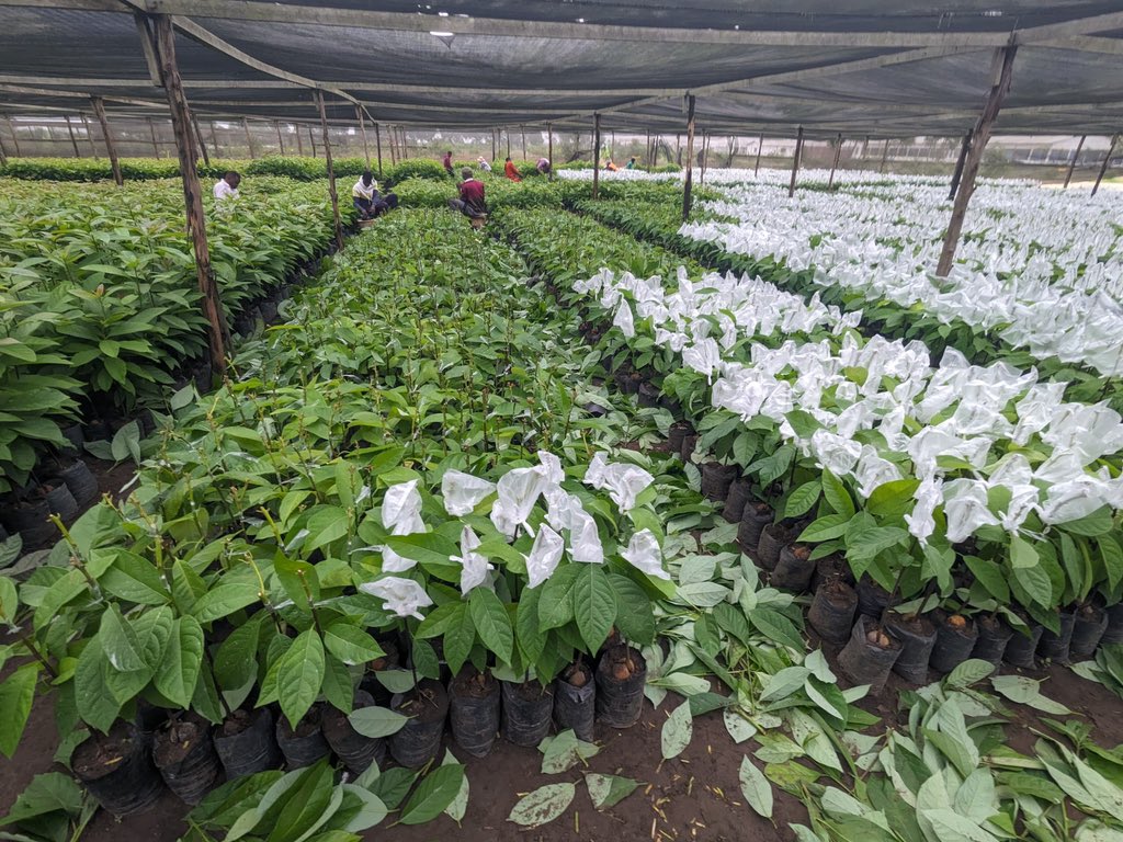 Ruvusha_Israel's tweet image. Le projet d’avocat Hass permet aux agriculteurs d’augmenter leurs revenus grâce à une culture rentable et très demandée. Il favorise des pratiques agricoles durables, améliore la sécurité alimentaire et contribue à la lutte contre le changement climatique.