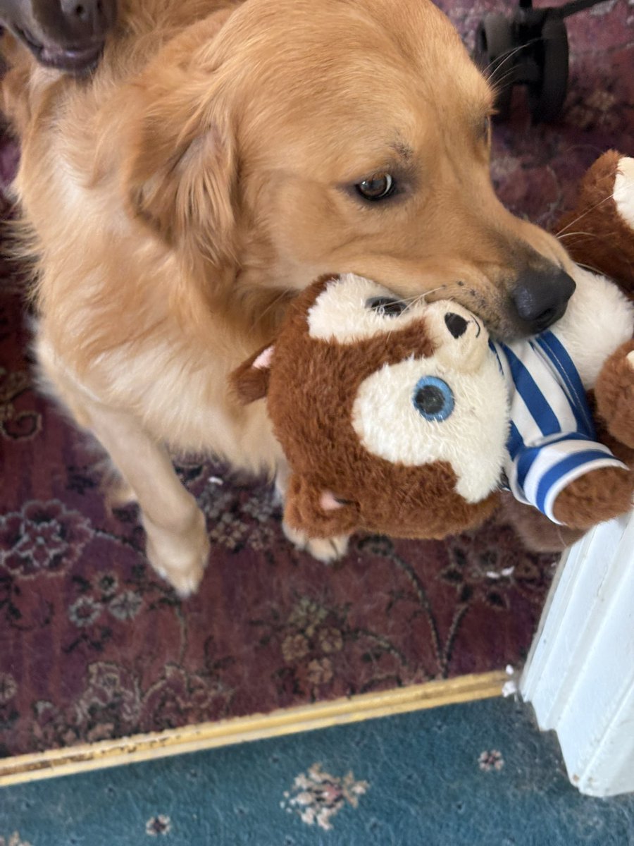 Out of all the dog toys and teddies he has in this house he continues to take this <a href="/KilmarnockFC/">Kilmarnock FC</a> one from my office 💙🤍