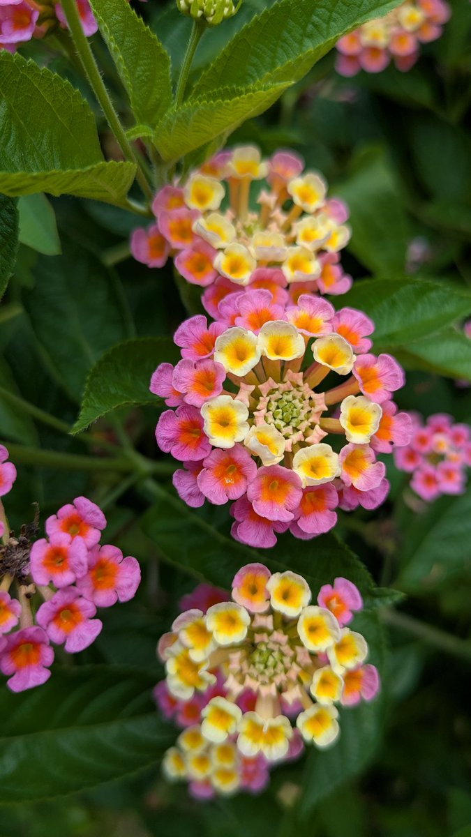 TaiwanStone's tweet image. 馬纓丹，別稱五色梅、七色梅、五龍蘭、如意草、五彩花、臭草、臭金鳳、五雷丹、五色繡球、變色草等。