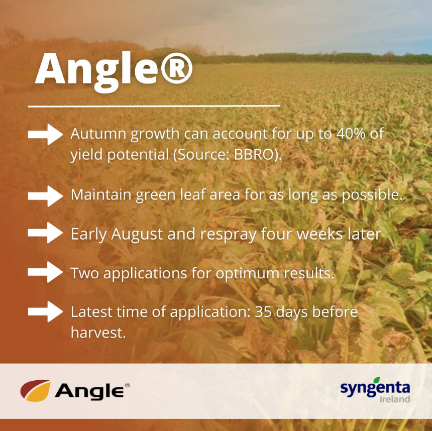 SyngentaIrl's tweet image. Angle® has many benefits to your beet. 🙌

For best results, apply Angle® early August and respray four weeks later 🚜

#ProtectCrops #TreatYourBeat #CropControl #Angle