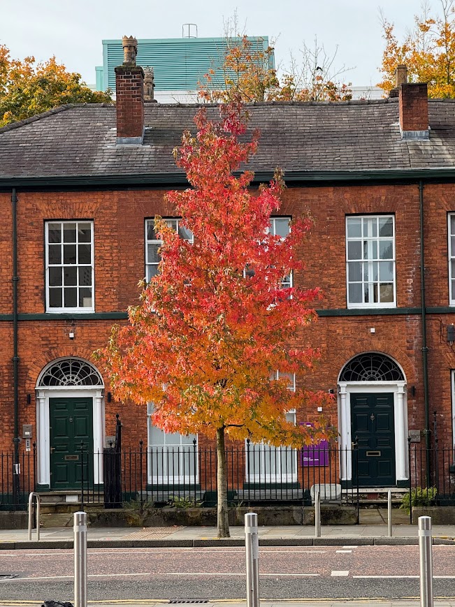 jjmmli's tweet image. Let the trees do the talking.