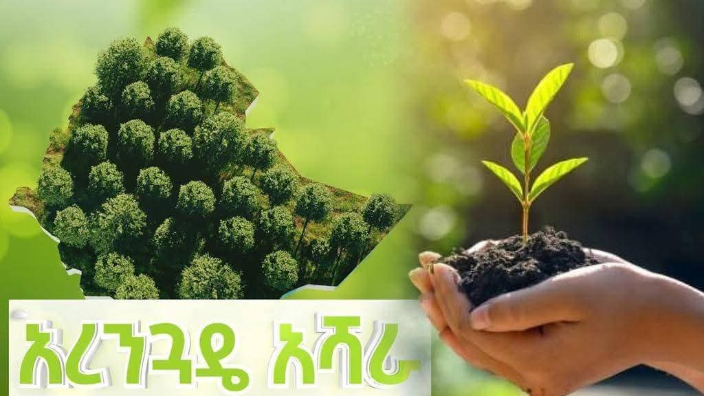 Ethiopia’s #GreenLegacy: Planting trees, creating jobs, securing food. A legacy for generations! #ClimateDiplomacy #GreenEthiopia #GreenLegacy